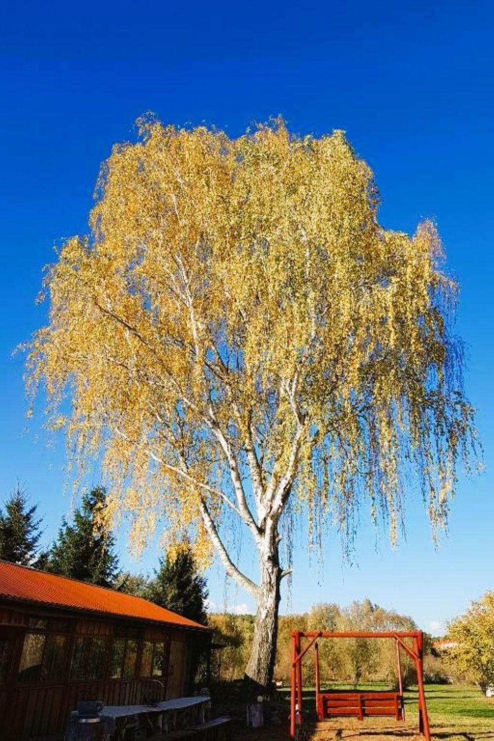 Olszyna Pod Brzoza Villa Bagian luar foto